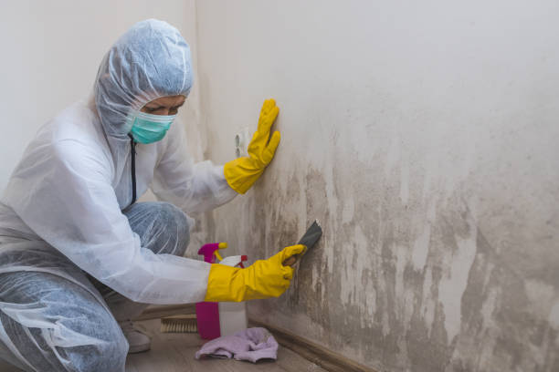 Best Mold Remediation  in Richmond, IL