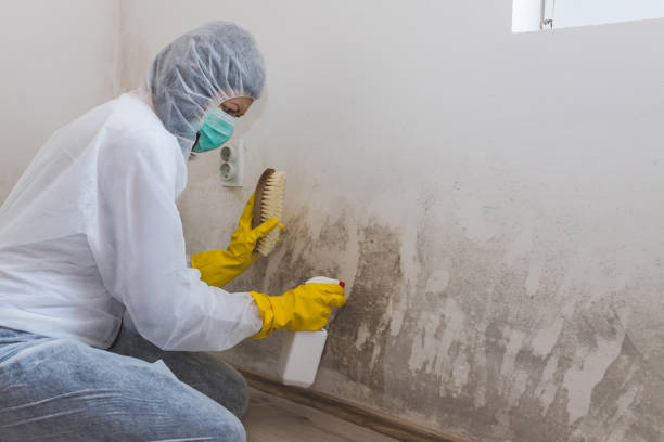 Home Mold Removal in Richmond, IL