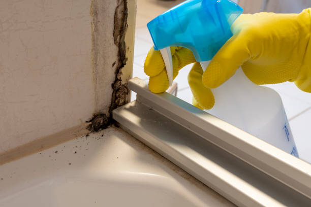 Richmond, IL Mold Removal Company