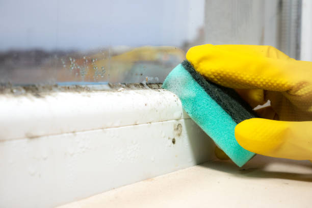 Trusted Richmond, IL Mold Removal Experts