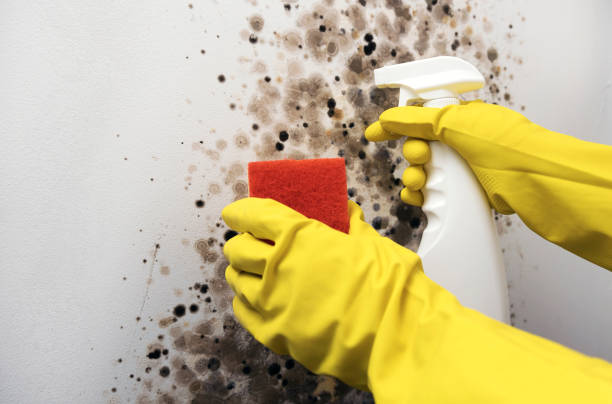 Home Mold Removal in Richmond, IL