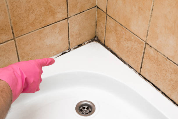 Certified Mold Removal in Richmond, IL